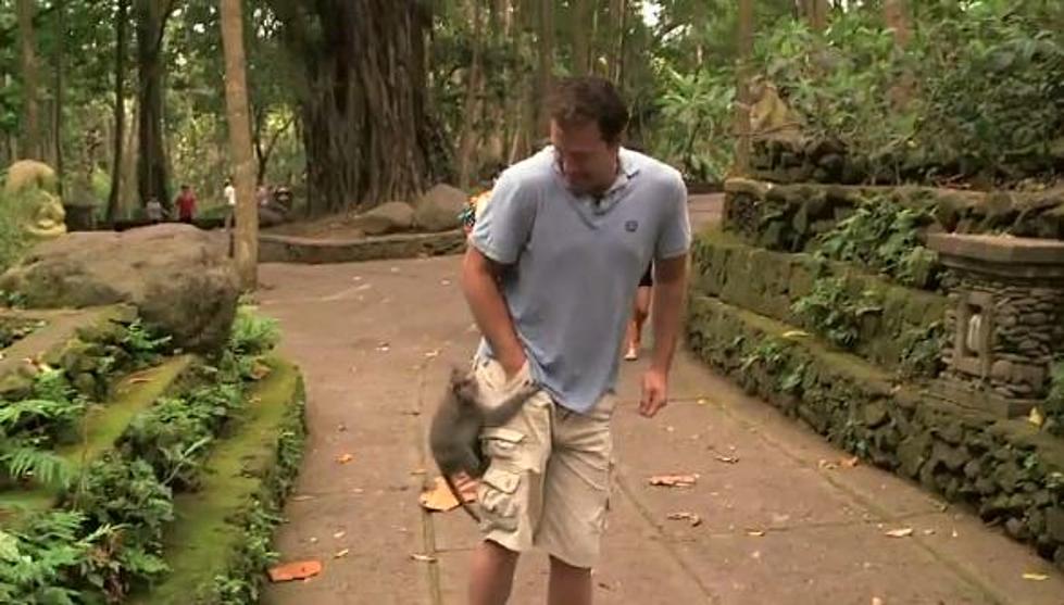 Reporter Attacked By Monkey in Bali [VIDEO]