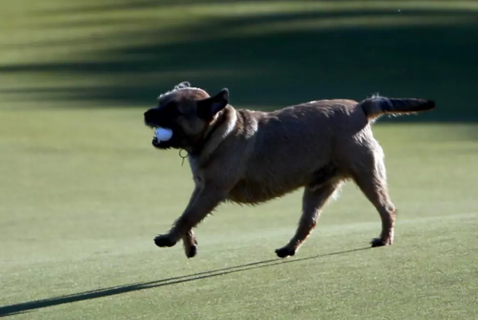 Michael Phelps&#8217; Amazing Golf Shot and Dog Steals Paul Casey&#8217;s Ball