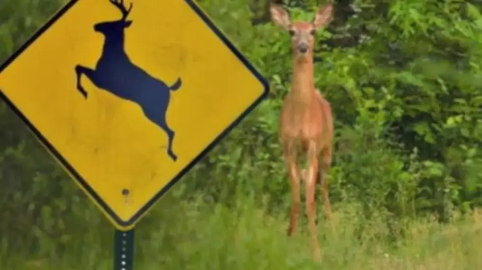 Radio Caller Wants ‘Deer Crossing’ Signs Moved So Deer Will Cross Elsewhere