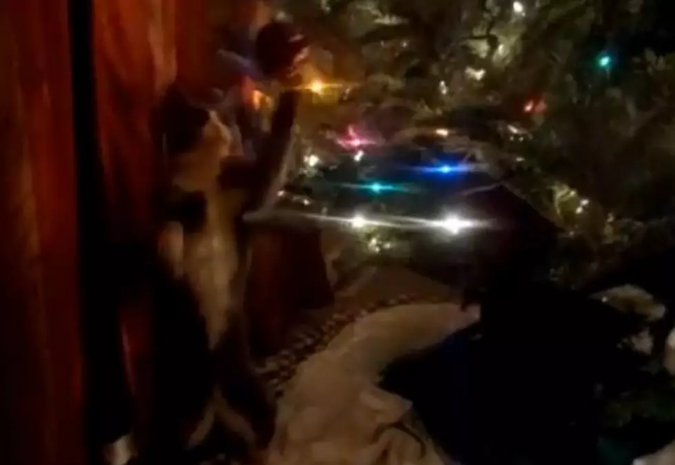 My Cat Won’t Stay Out of the Christmas Tree [VIDEO]