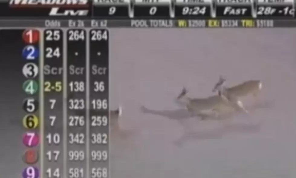 Bambi & Rudolph Interupt Horse Race; Announcer Includes Deer in Race [VIDEO]