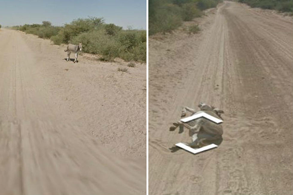 Did Google&#8217;s Street View Car Run Over a Donkey?