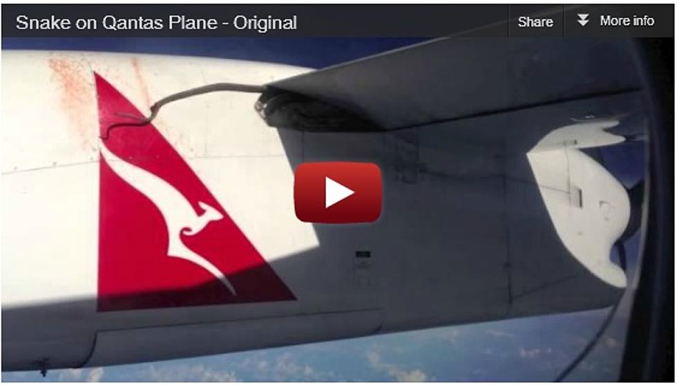 Python Stuck on Plane Caught on Video