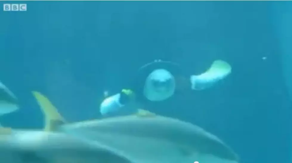 Aquarium Helping Turtle Get Back Into The Swim Of Things [VIDEO]