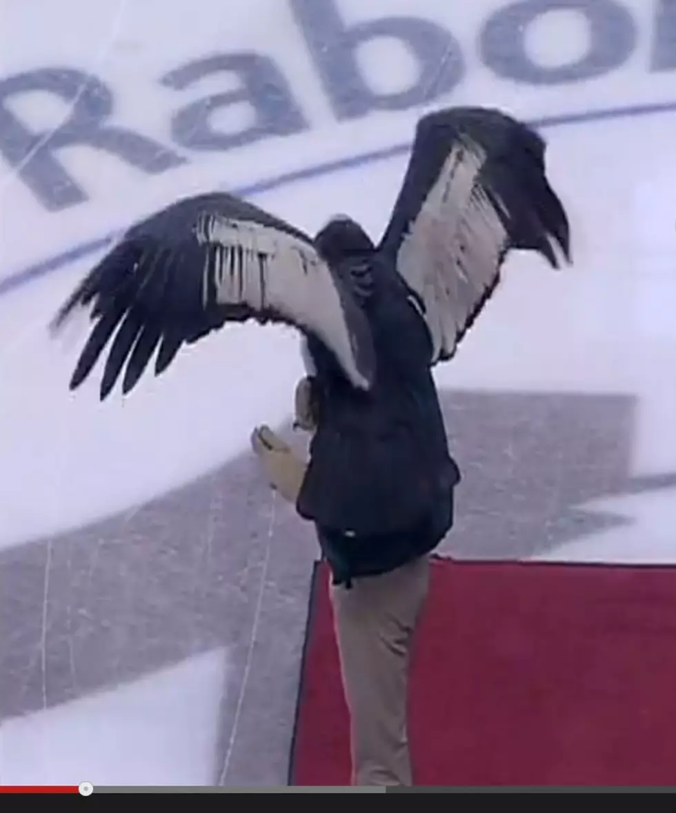 Condor Goes Wild at Hockey Game [VIDEO]
