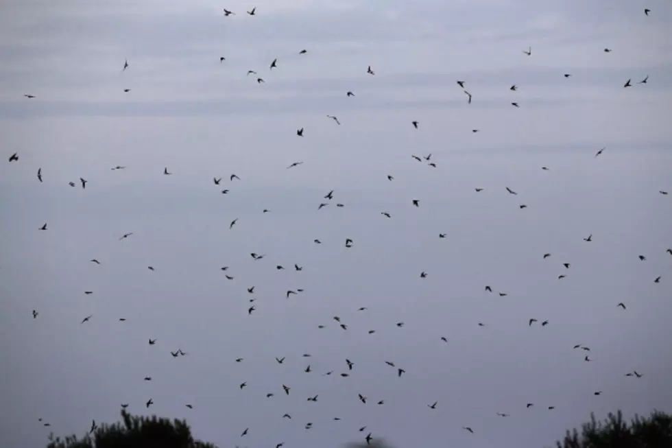 It’s St. Joseph’s Day And The Swallows Return To Capistrano Today