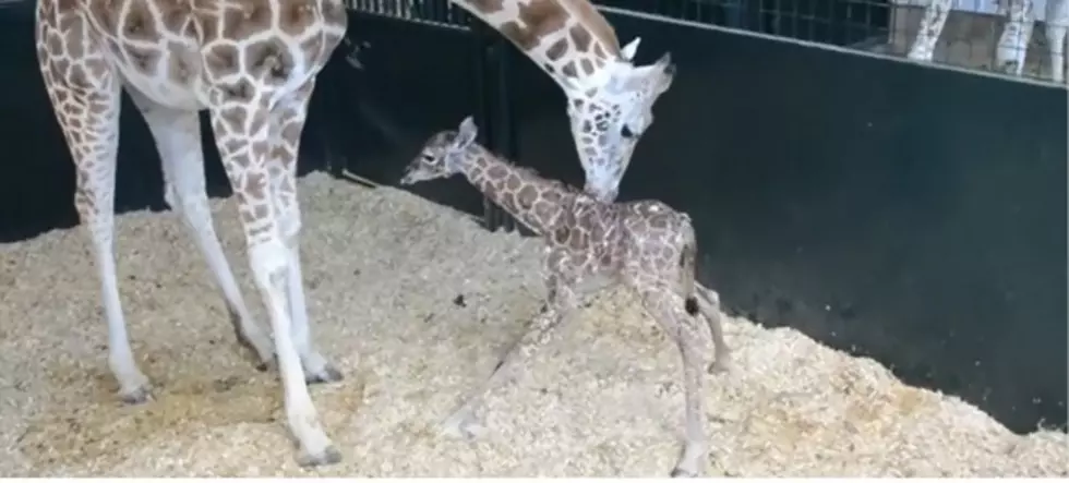 Baby Animals Standing For the First Time [VIDEO]