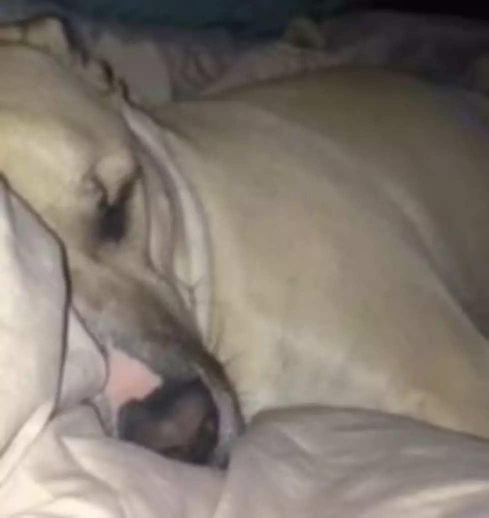 Dog That Snores Like Donald Duck [VIDEO]