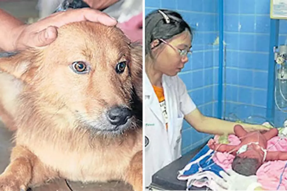 A Dog Rescues Abandoned Newborn Baby in a Garbage Dump