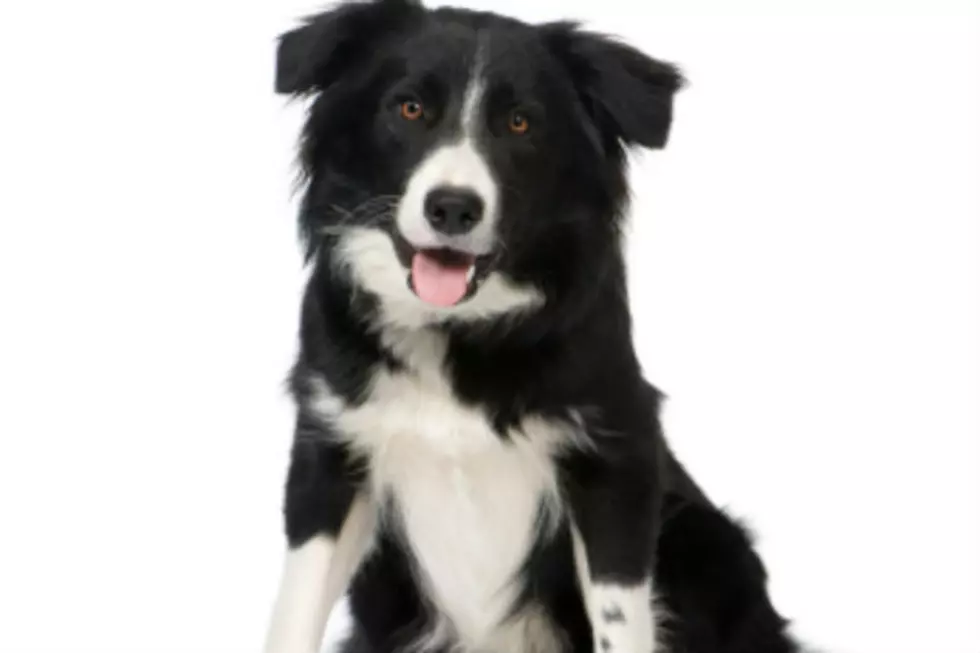 Border Collies The Smartest Breed of Dogs