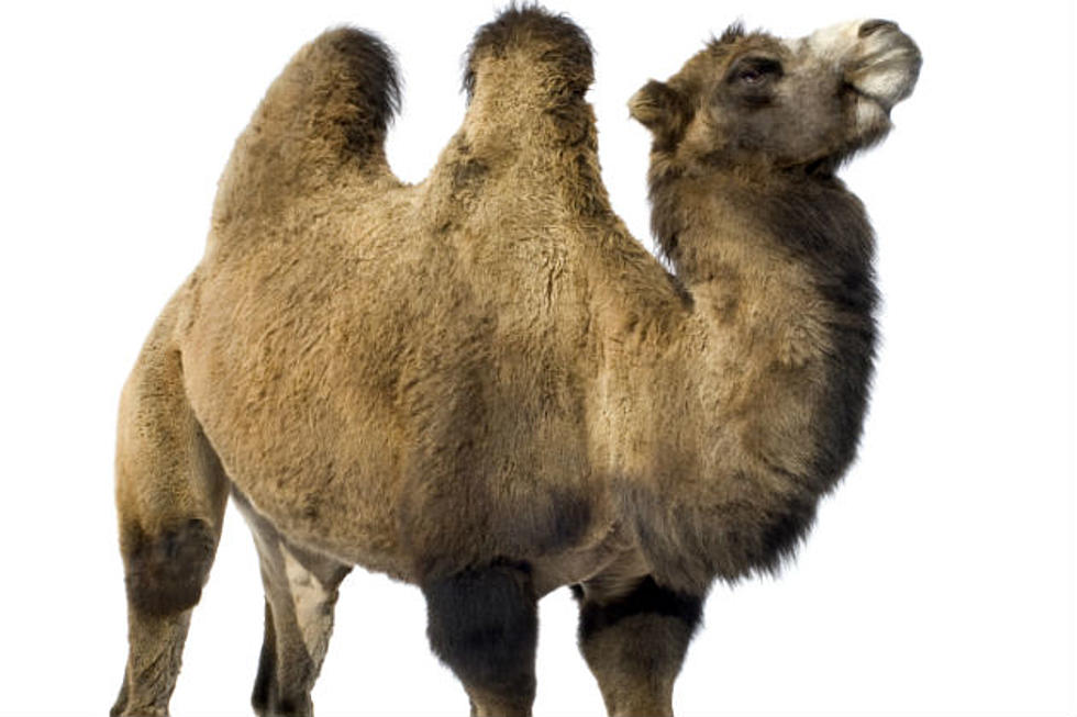 geico camel