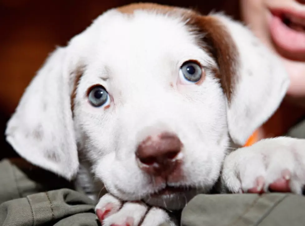 Mother and Son Face Animal Cruelty Charges For Facebook Photo of Puppy in Ziploc Bag