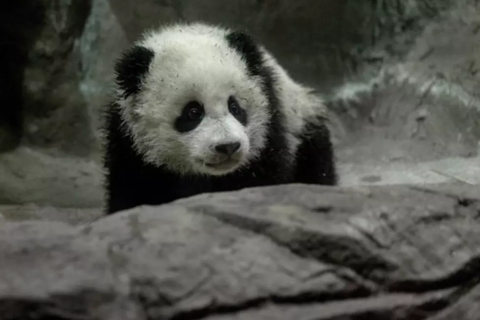 Washington DC Welcomes Panda Cub Bao Bao