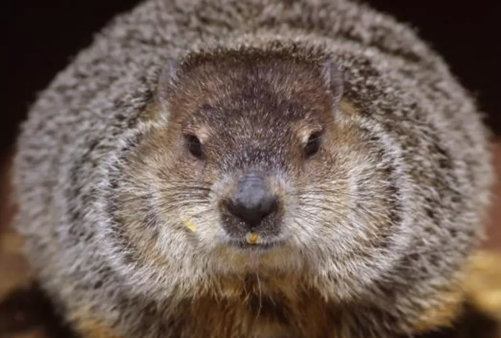 Clover the Groundhog Predicts Super Bowl Weather [WATCH]