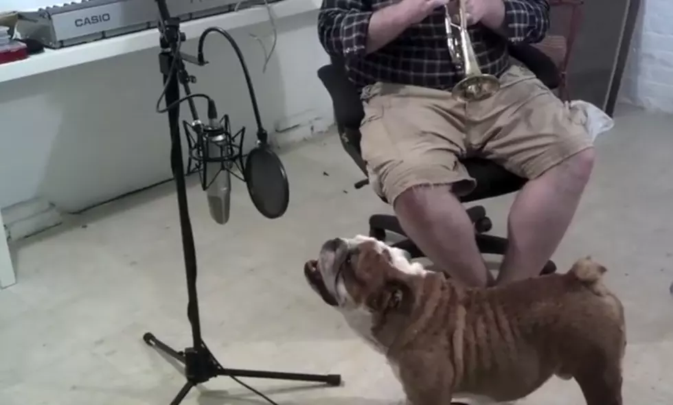 English Bull Dog Sings Happy Birthday [VIDEO]