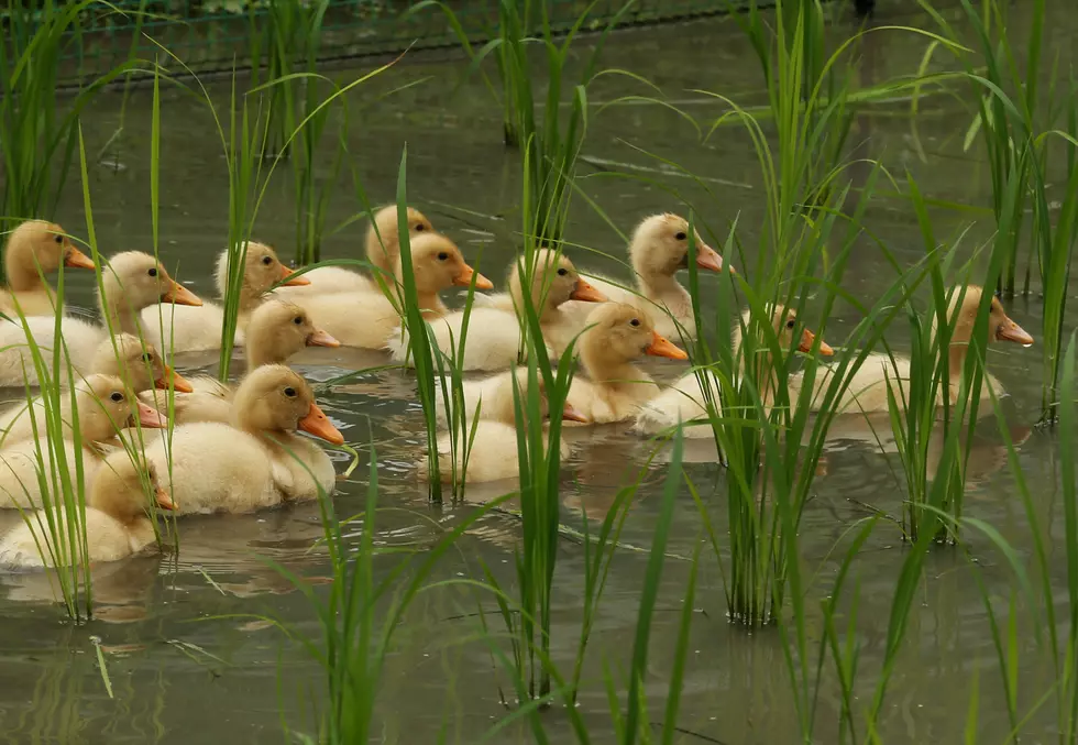 Russian Man Commands His Duck Army To Attention [VIDEO]