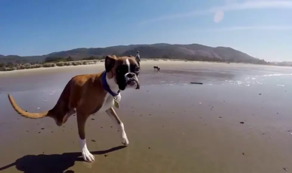 Meet Duncan The Two-Legged Dog [VIDEO]