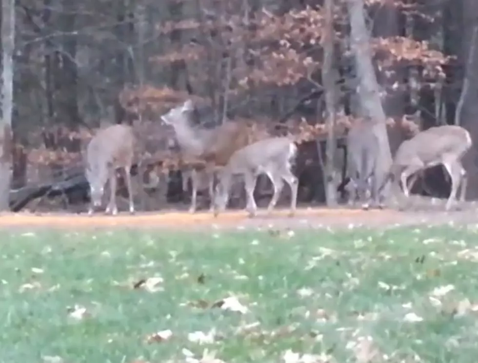 Married With Microphones &#8211; How To Call Deer For Their Daily Feeding [VIDEO]