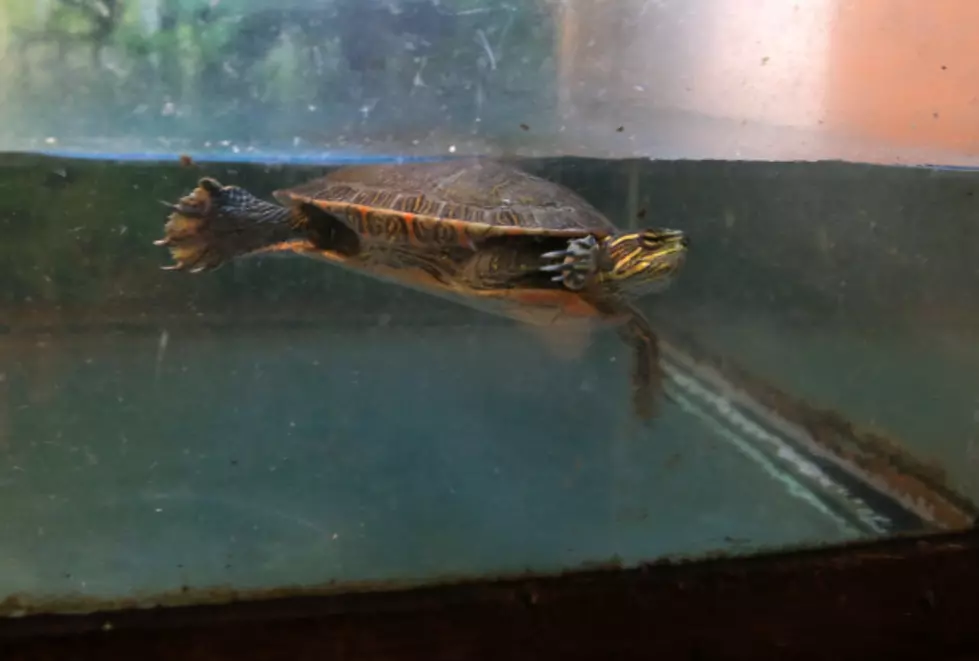 Doctor Uses Legos To Build A Turtle A Wheelchair