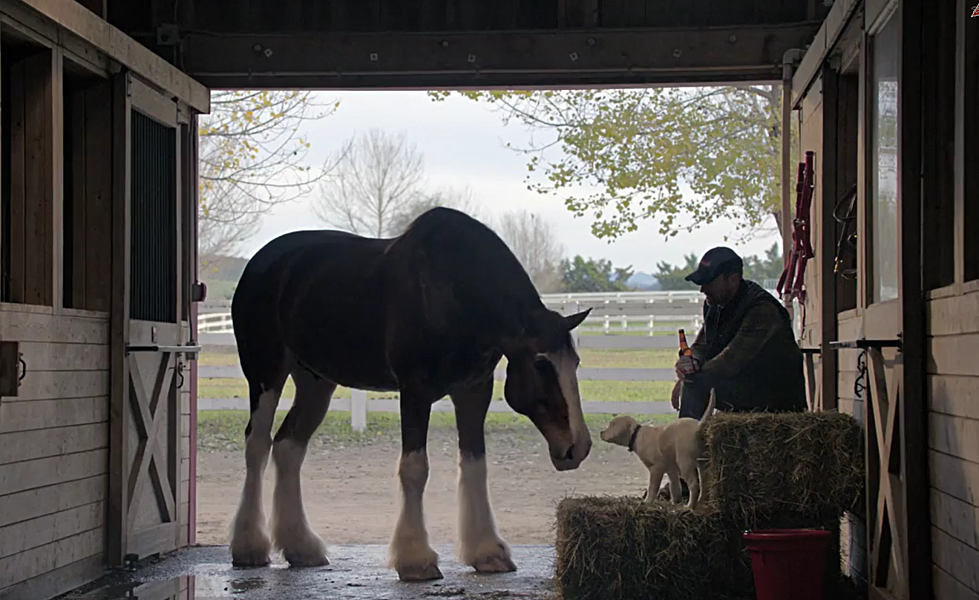 Budweiser's Super Bowl Ad