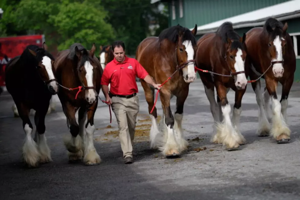 Meet The Newest Member of Budweiser&#8217;s Clydesdale Family [PHOTO]