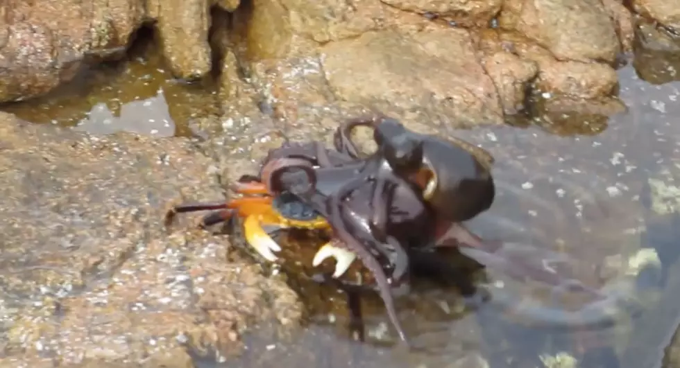 Octopus Versus Crab In Australia Ends In Dinner For One [VIDEO]