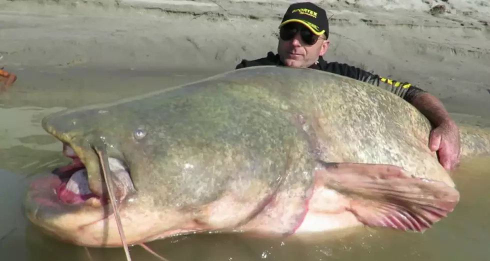 Holy Catfish, Italian Fisherman Reels In 280 Pound Catch [PHOTOS]