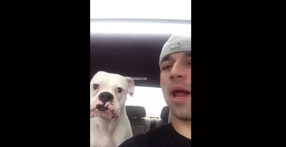Bummed Boxer Has Hilarious Argument With Owner [VIDEO]