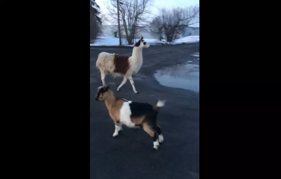Llama and Goats On The Loose in Syracuse [NSFW VIDEO]