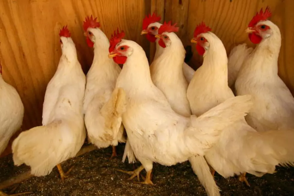 Bird Flu Symptoms And How To Protect Your Flock