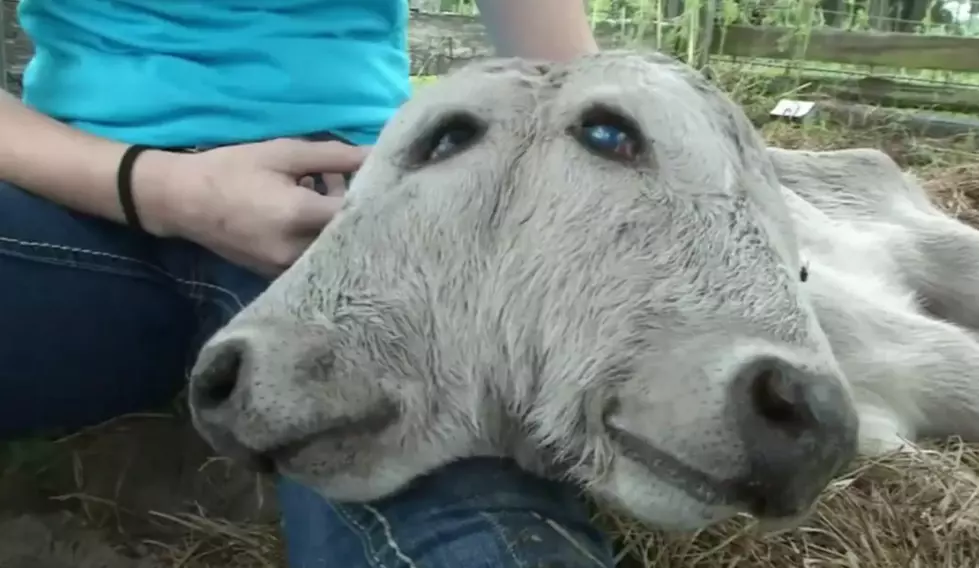 Holy Cow It’s A Two Headed Calf [VIDEO]