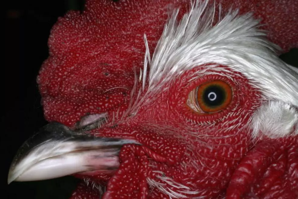 New York Bans Fowl Competitions At State and County Fairs – Ag Matters