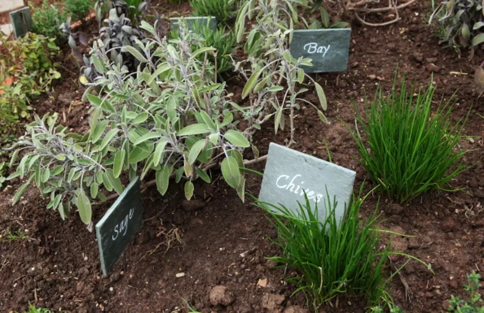 Growing Your Own Herbs &#8211; AG Matters