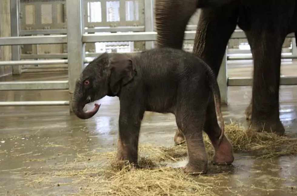 Baby Elephant Born At The Syracuse Zoo