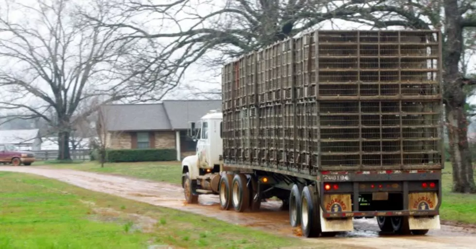 New York Places Restrictions On Poultry Travel &#8211; Ag Matters