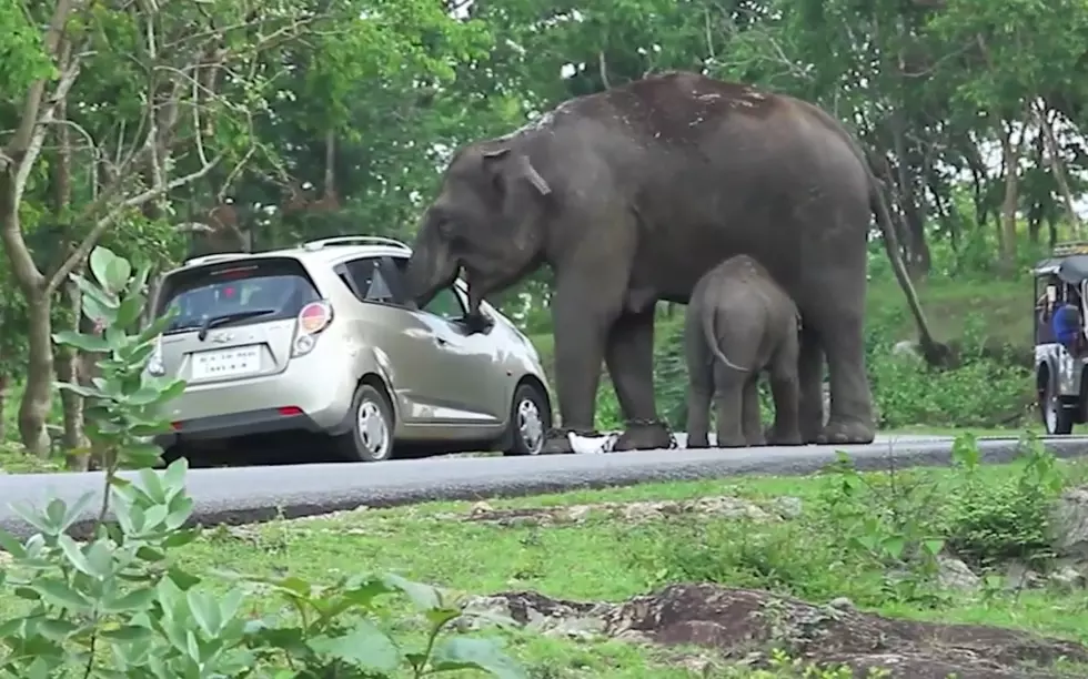 Elephant Steals and Eats Purse When Tourists Stop to Take Selfies [VIDEO]