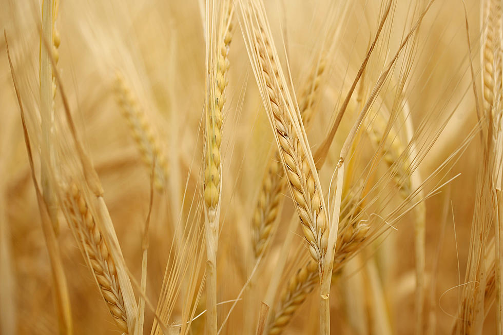 Now Is A Critical Time For Wheat Growers – AG Matters