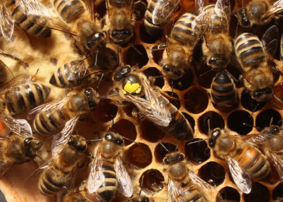 What Do When Honey Bees Swarm  &#8211; AG Matters