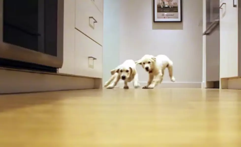 Watch Two Golden Retriever Puppies Race For Food In A 9 Month Time Lapse [Video]