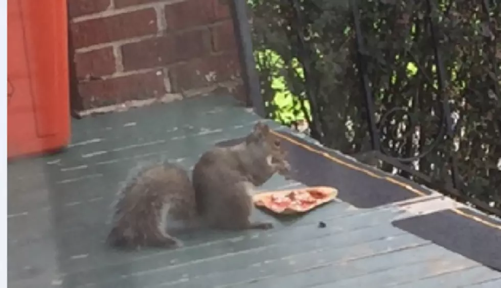 Foods To Feed Your Backyard Squirrel