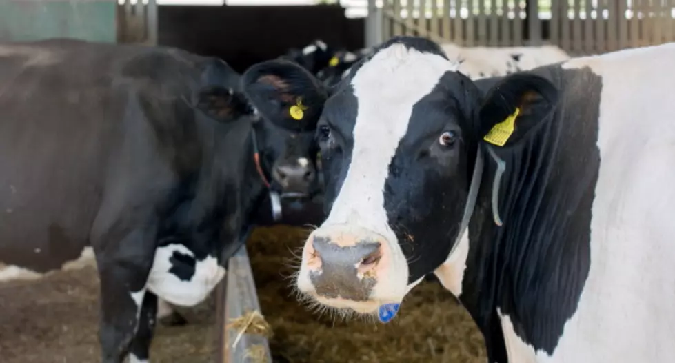 Looking In The Crystal Ball, Where Are Milk Prices Headed? &#8211; AG Matters