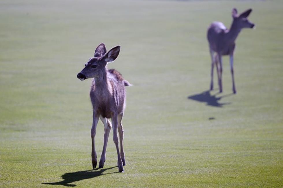 Syracuse Area Village Plans to Bait Deer to Make Them an Easier Kill