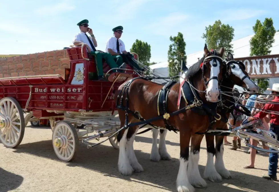 When Can I See The Budweiser Clydesdales During Their Utica Rome Area Visit?