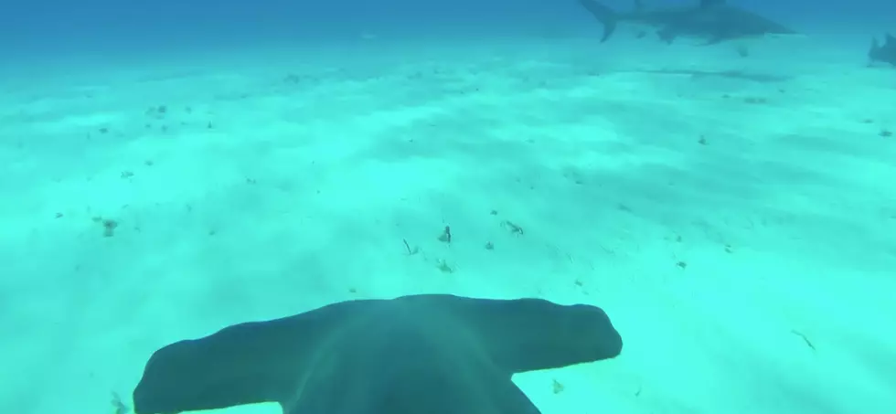 Take a Ride on the Back of a Hammerhead Shark [Video]