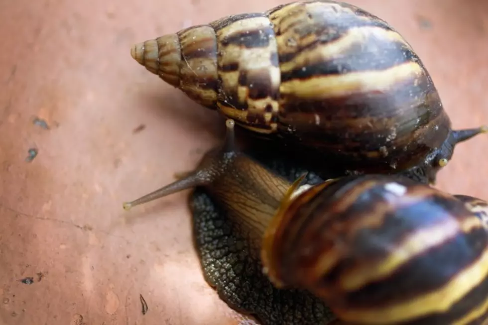 Getting Rid of SLugs and Snails &#8211; Ag Matters