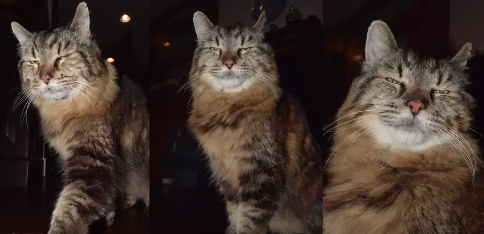 The World’s Oldest Cat is 26 Years Old and His Name is Corduroy [Video]