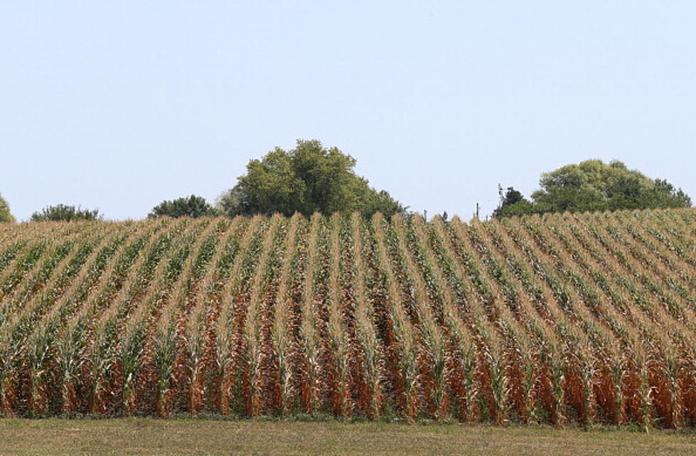 Moisture Test For CNY Corn Fields Indicates It&#8217;s Time To Harvest &#8211; AG Matters
