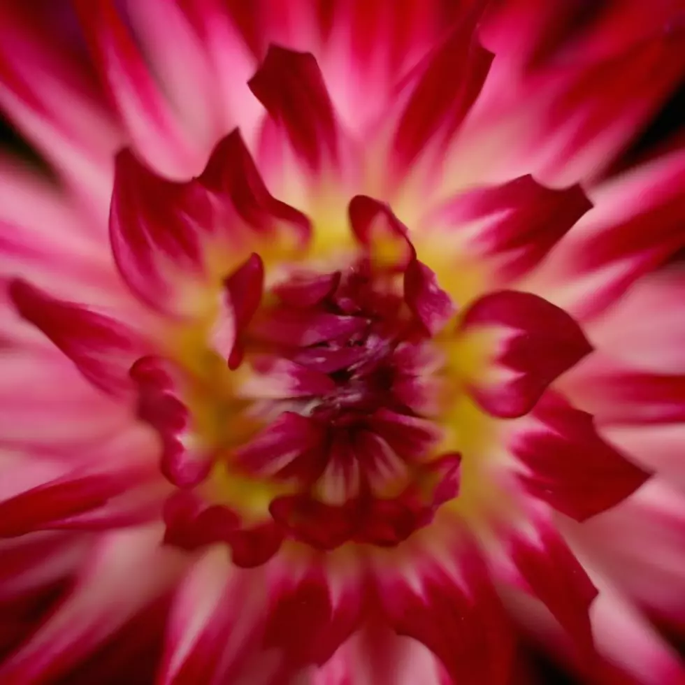 Use Dahlias To Add Color In Drab Lawn and Gardens  &#8211; Ag Matters