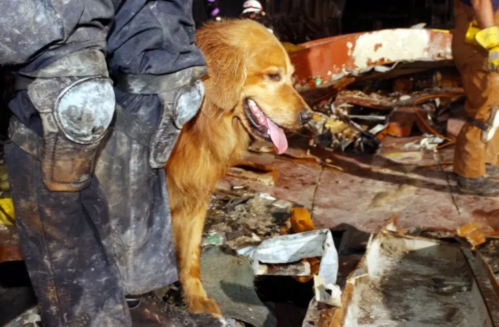 Last Known Surviving 9/11 Rescue Dog Returns To New York City