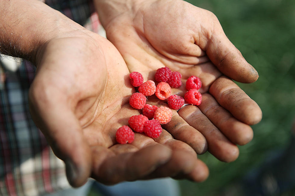 It’s Time To Prune Raspberries – AG Matters